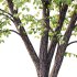 Tilia platyphyllos Tree 08 - Thumbnail 3