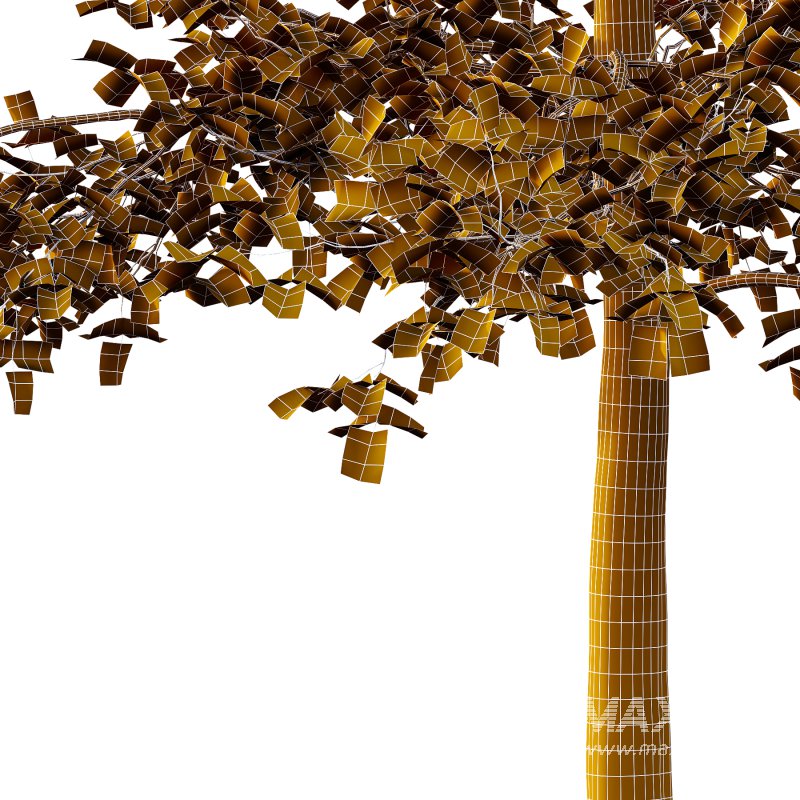 Sycamore Platanus Tree 04 - Image 3