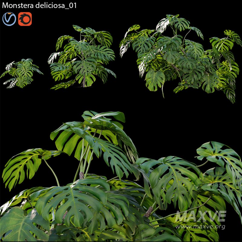 Monstera deliciosa 01 - Image 1