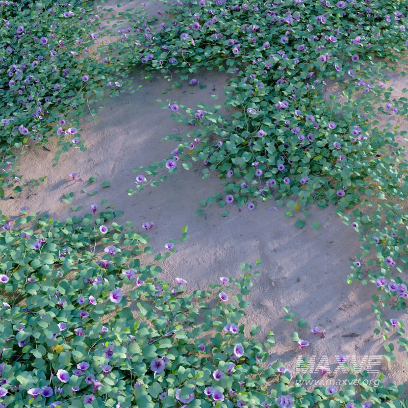 Ipomoea pes – caprae – Beach Morning Glory - Image 4