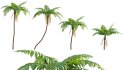 Collection 09 – Fern Garden - Thumbnail 22