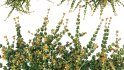Collection 11 – Ground cover – Vines and Creepers - Thumbnail 36