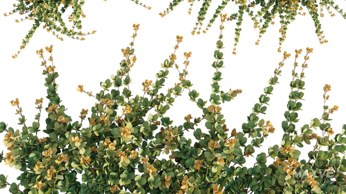 Collection 11 – Ground cover – Vines and Creepers - Image 36