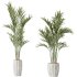 AV Indoor Plants Set 361 Zamiifolia and Areca Palm and Bird Of Paradise and Briful Pachira - Thumbnail 4