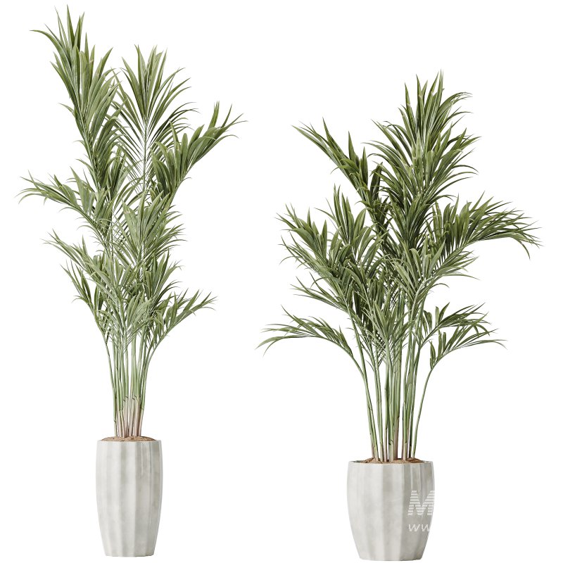 AV Indoor Plants Set 361 Zamiifolia and Areca Palm and Bird Of Paradise and Briful Pachira - Image 4