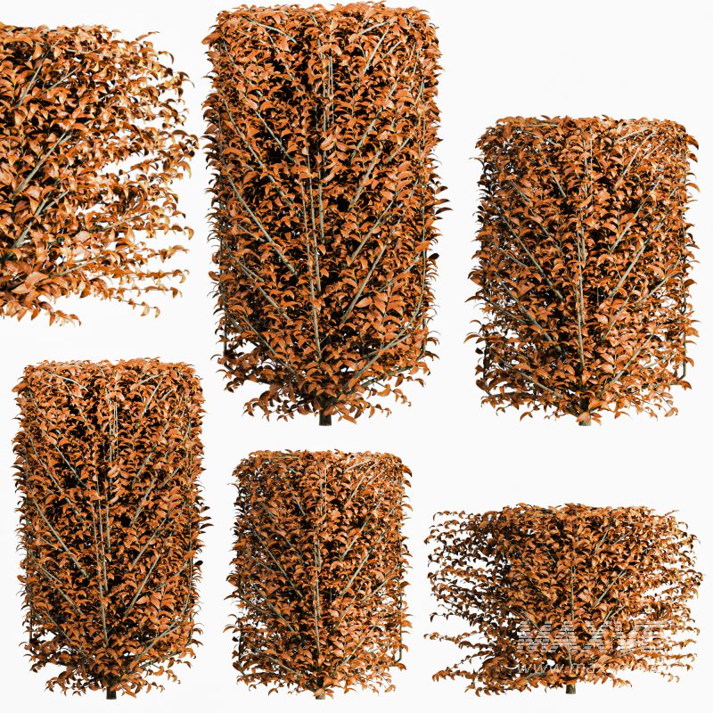 Autumn Bush Plants Set - Image 1