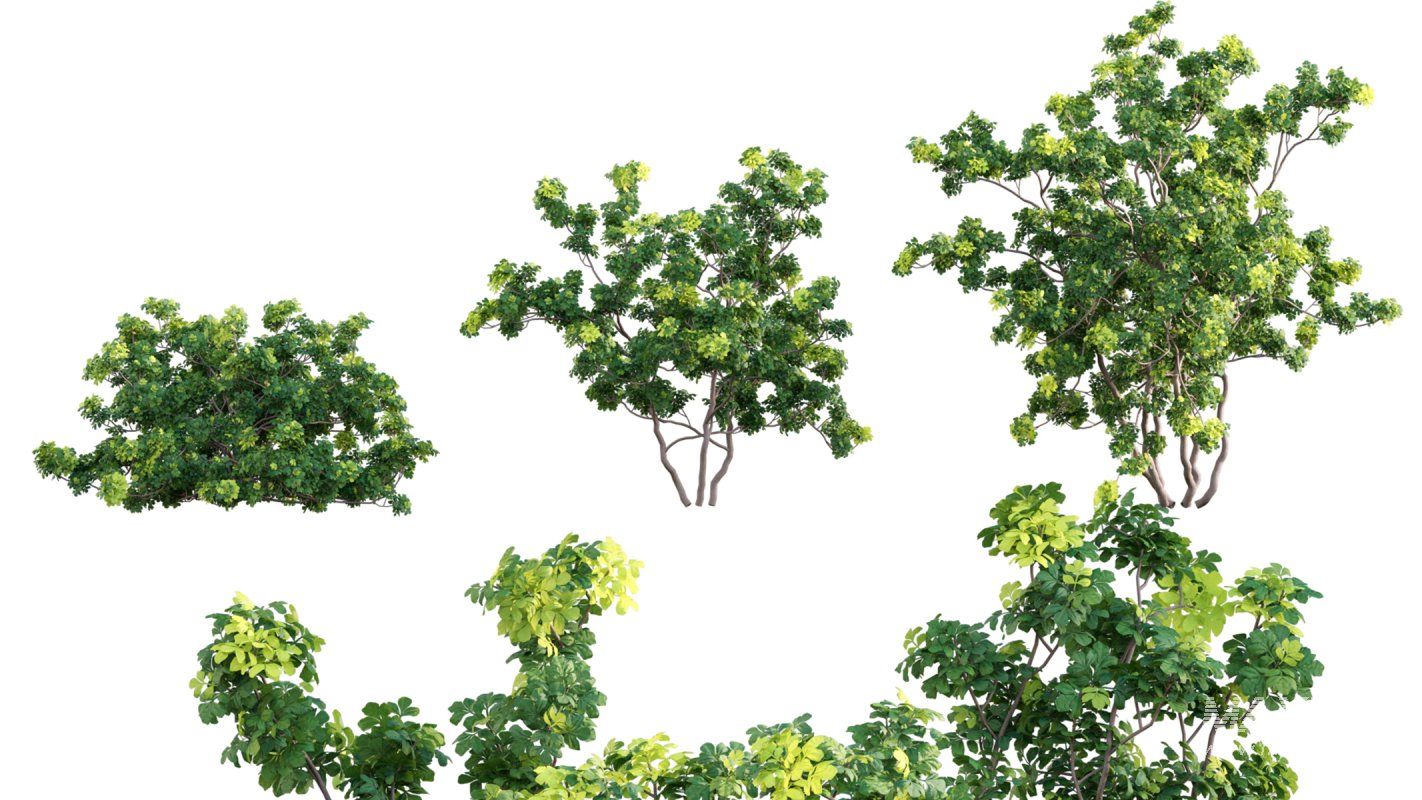 Collection 07 – Central America Garden - Image 38