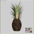 Ananas - Thumbnail 3