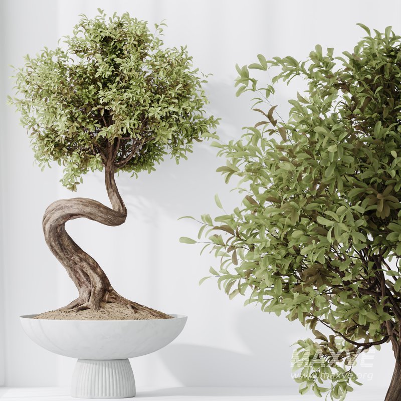 AV Indoor Plants Set 315 Ficus Retusa Bonsai Ginseng and Bonsai Pinus Pentaphylla Thunbergii - Image 3