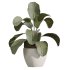 AV Indoor Plants Set 367 Japandi Decorative and Zamiifolia and Calathea Lutea and Dracaena Warneckii - Thumbnail 4