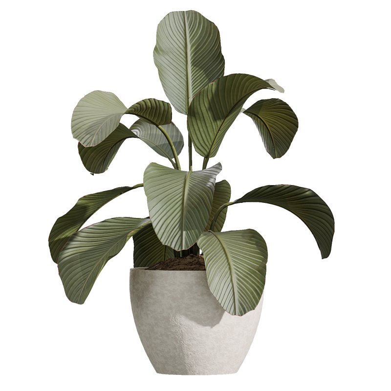 AV Indoor Plants Set 367 Japandi Decorative and Zamiifolia and Calathea Lutea and Dracaena Warneckii - Image 4