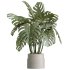 AV Indoor Plants Set 332 Swiss Cheese and Mission Olive and nucifera Coconut Palm - Thumbnail 3