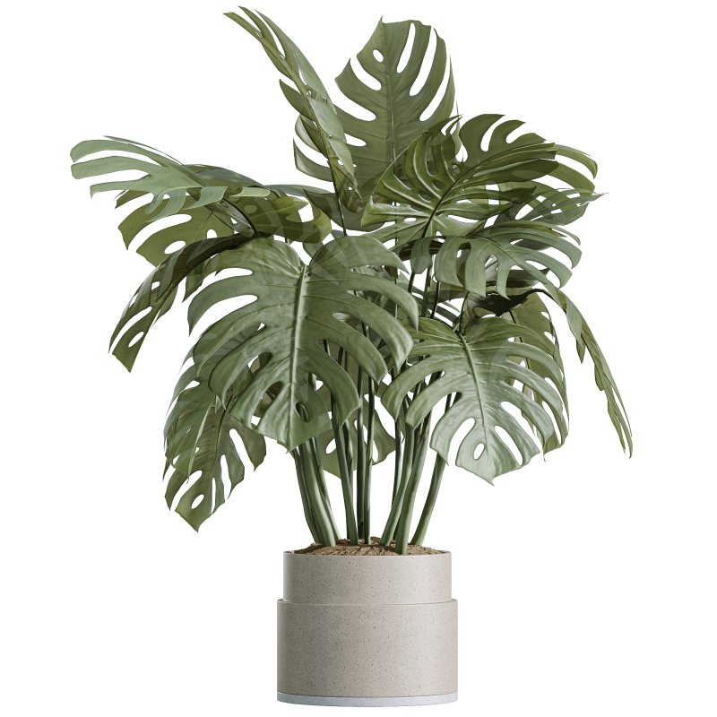 AV Indoor Plants Set 332 Swiss Cheese and Mission Olive and nucifera Coconut Palm - Image 3