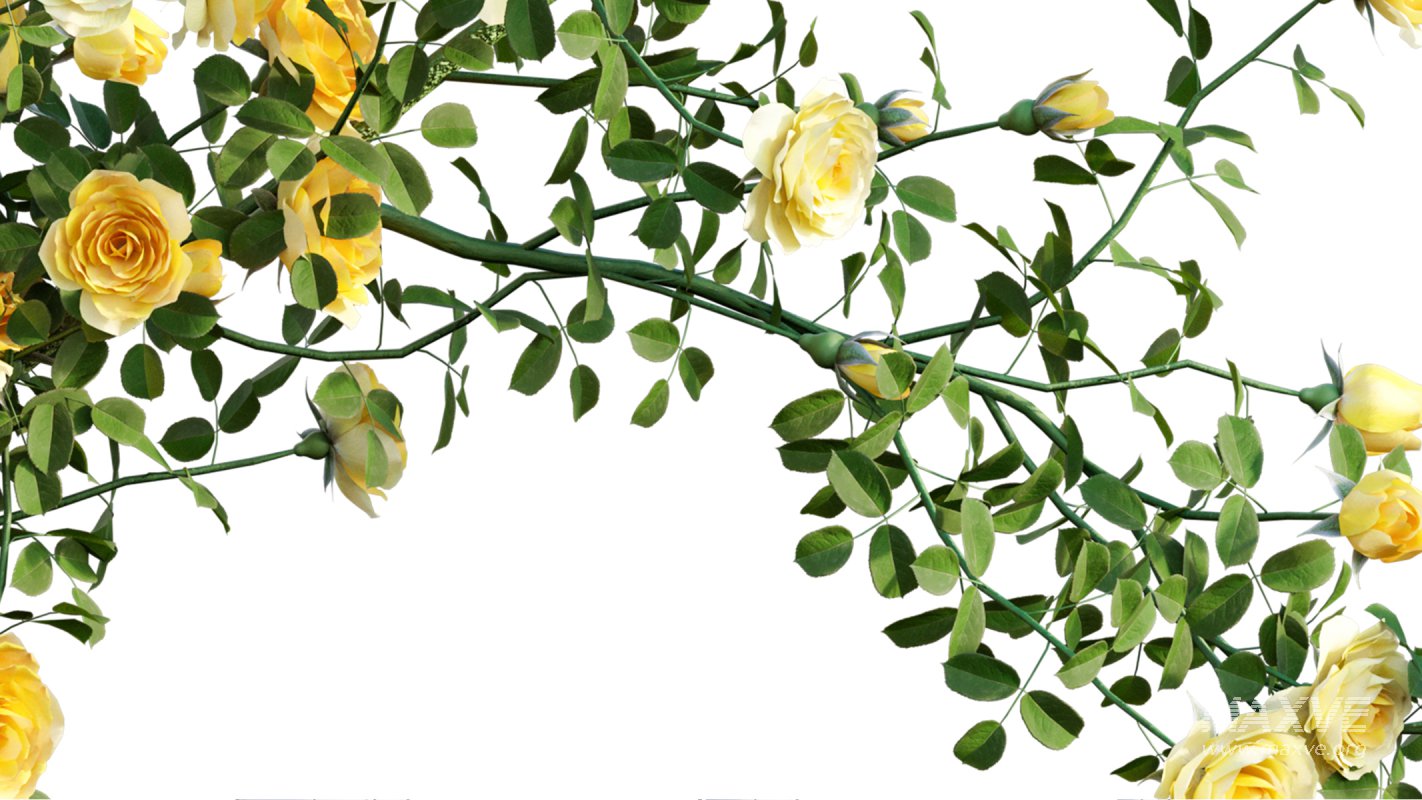 Collection 08 – Rose Garden - Image 18