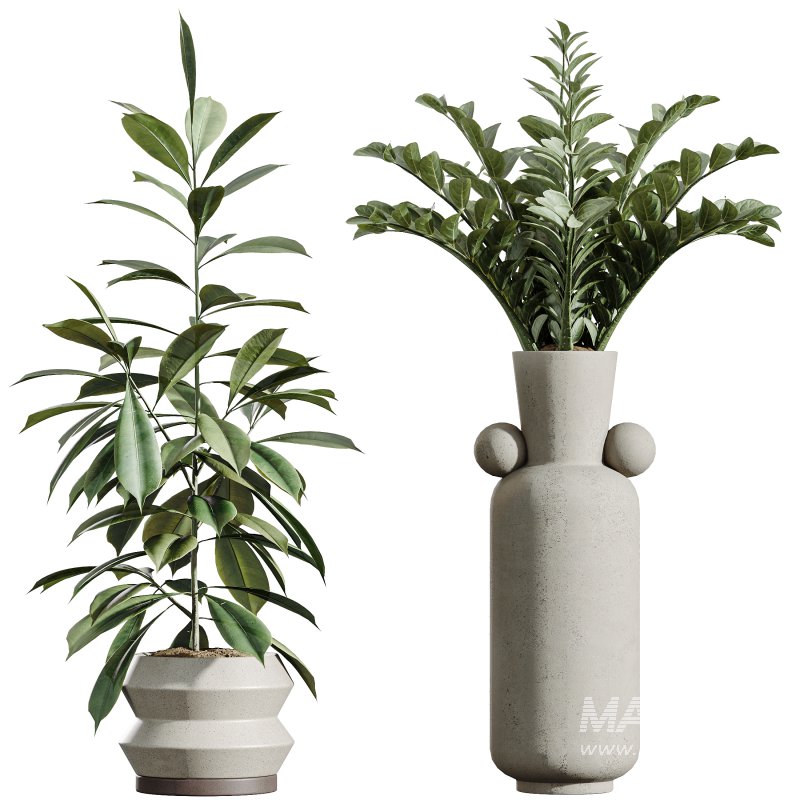 AV Indoor Plants Set 339 Ficus microcarpa and Ficus Cyathistipula and Zamiifolia - Image 11