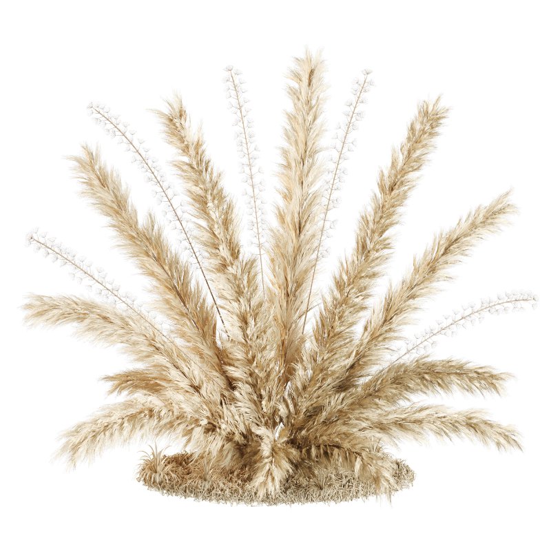 Natural dried pampas grass - Image 3