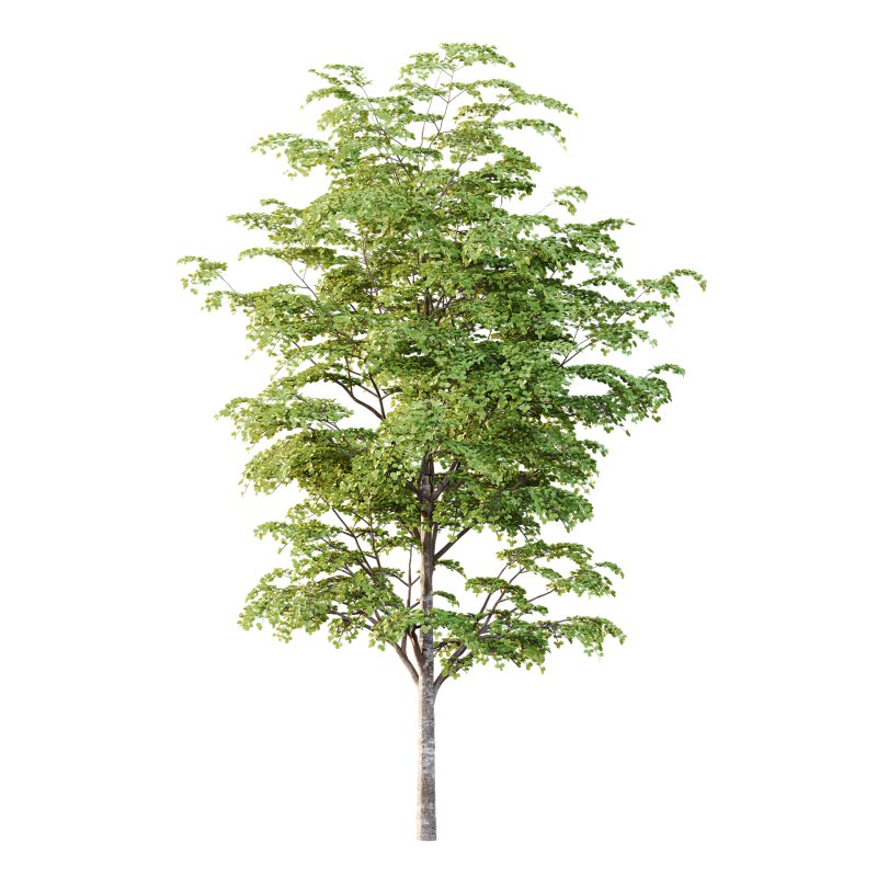 Different Trees 52 - Image 2