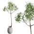 AV Indoor Plants Set 312 Japandi Decorative Minimalism Ficus Dracaena Marginata - Thumbnail 4