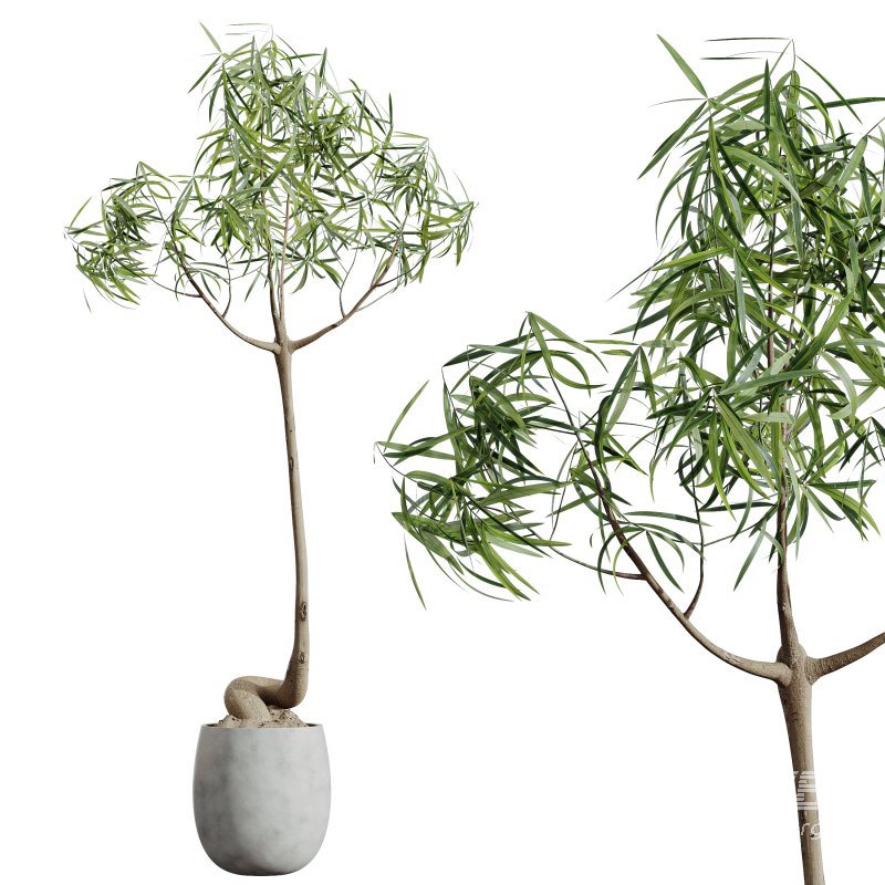 AV Indoor Plants Set 312 Japandi Decorative Minimalism Ficus Dracaena Marginata - Image 4