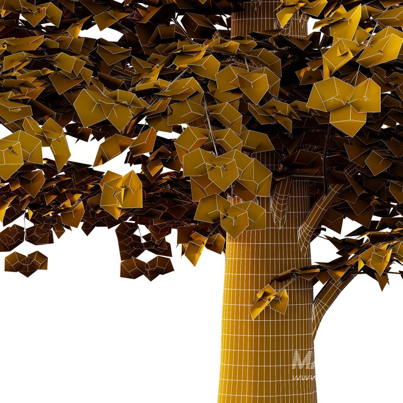 Tilia platyphyllos Tree 12 - Image 2