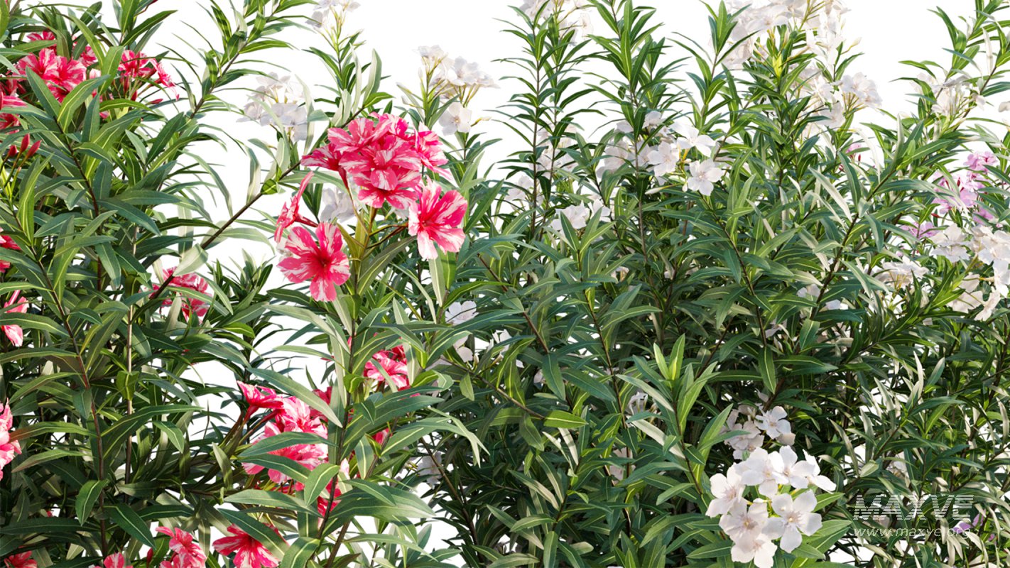 Collection 17 – Chinese garden - Image 21