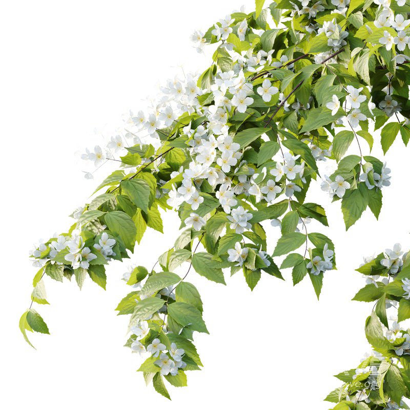 Philadelphia Bush 02 - Image 6