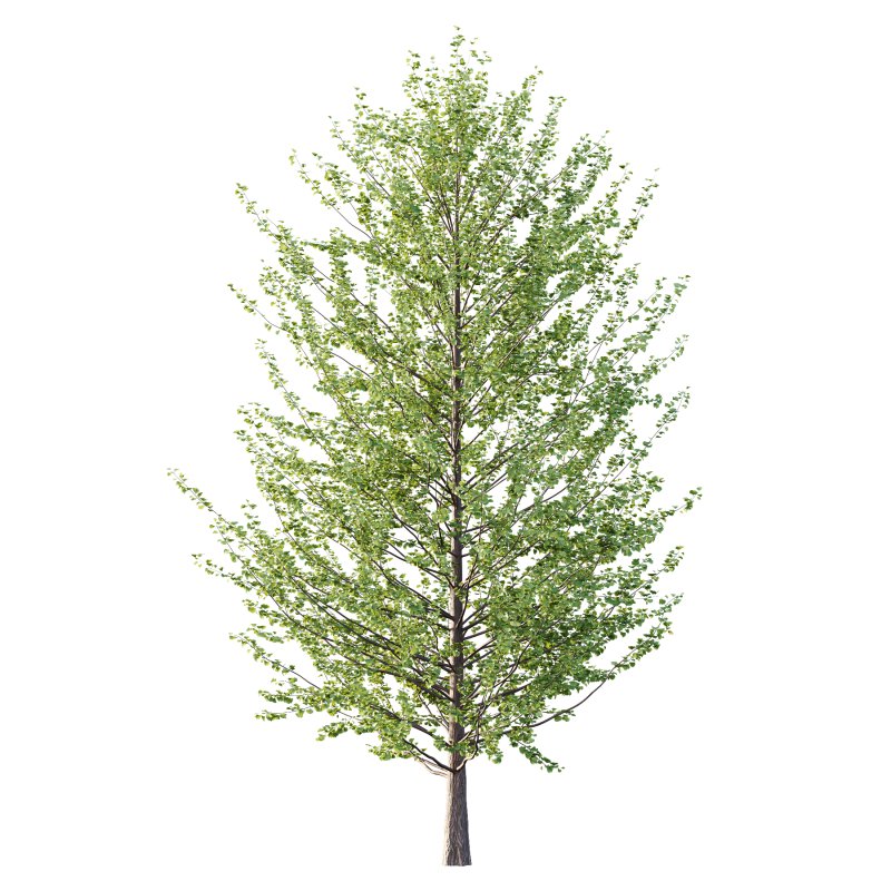 Different Trees 51 - Image 6