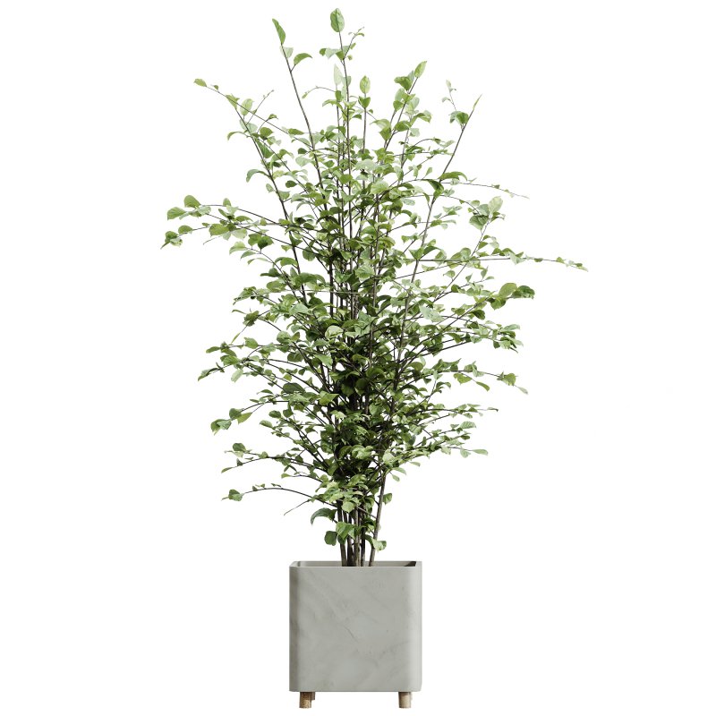 AV Indoor Plants Set 325 Alnus Glutinosa Alder and Mission Olive and Banana Nicolai - Image 2