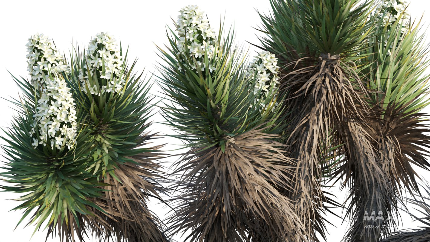 Collection 12 – Desert Garden - Image 38