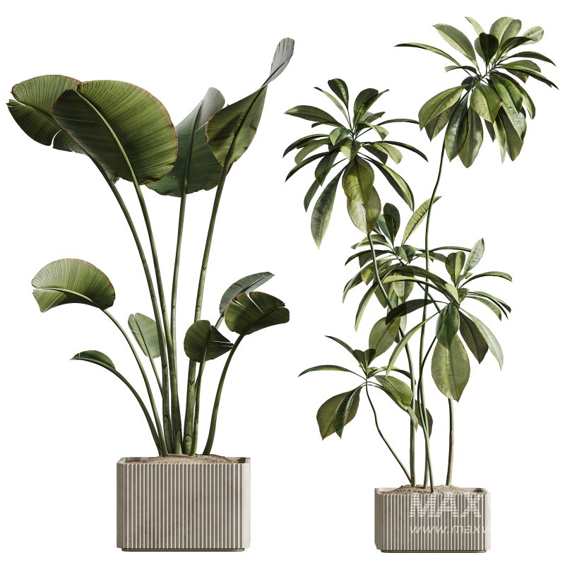 AV Indoor Plants Set 310 Olive and Banana Nicolai and Palm Kentia and Ficus Fig - Image 2
