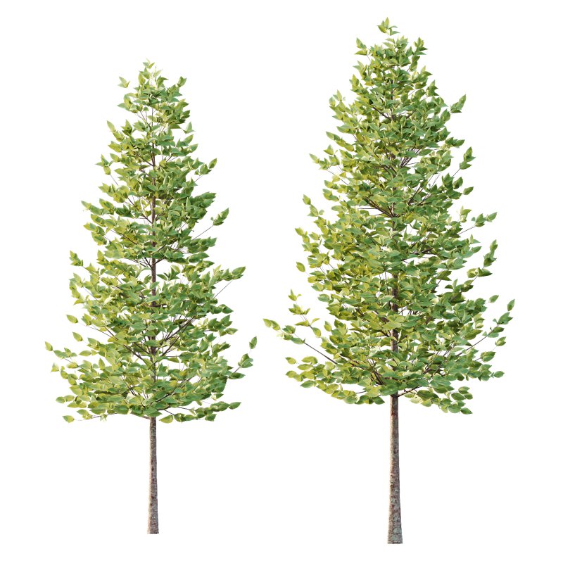 Tilia platyphyllos Tree 07 - Image 4