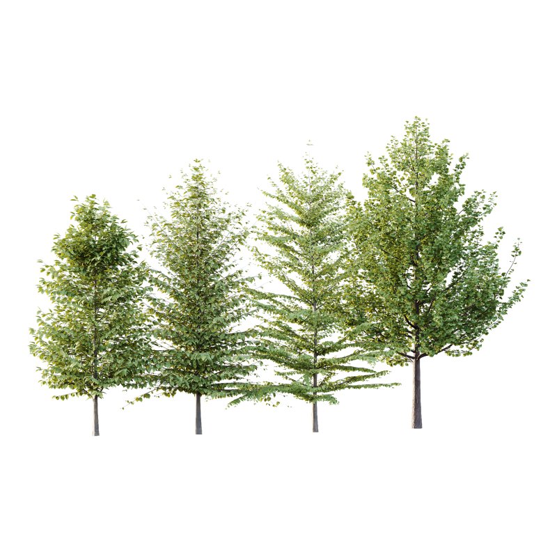 Different Trees 56 - Image 2