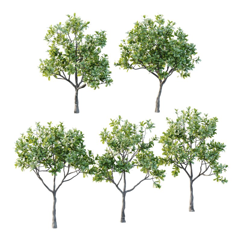 Plumeria Obtusa plant 01 - Image 7