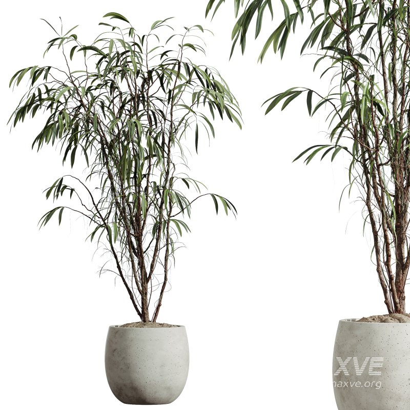 AV Indoor Plants Set 313 Licuala Palm and Olive Tree and Ficus Dracaena Marginata - Image 1
