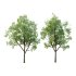 Celtis australis Tree 04 - Thumbnail 1
