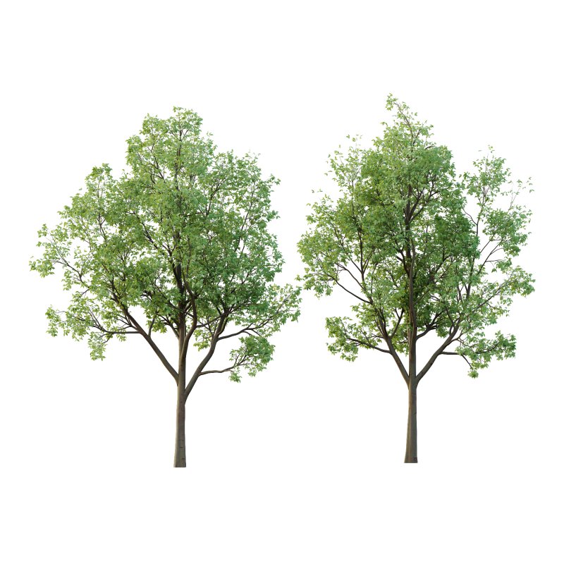 Celtis australis Tree 04 - Image 1