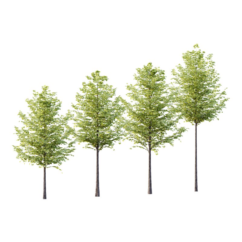 Tilia platyphyllos Tree 16 - Image 1