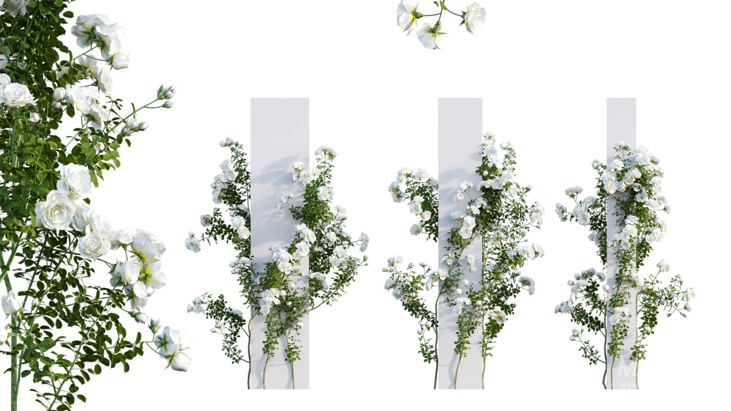 Collection 08 – Rose Garden - Image 21