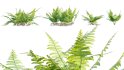 Collection 09 – Fern Garden - Thumbnail 34