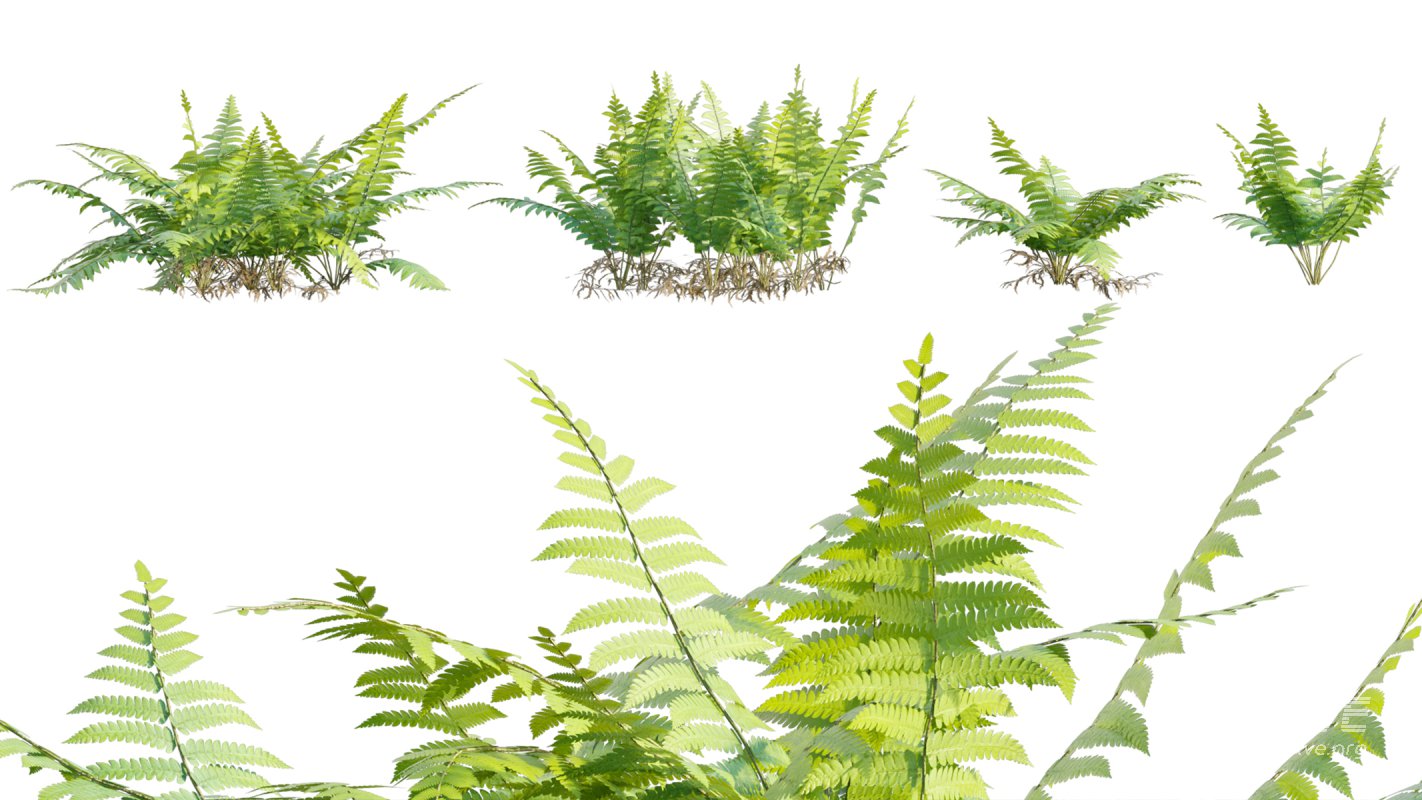Collection 09 – Fern Garden - Image 34