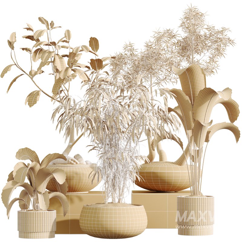 AV Indoor Plants Set 341 Banana Strelitzia Nicolai and Ficus Dracaena Marginata - Image 14