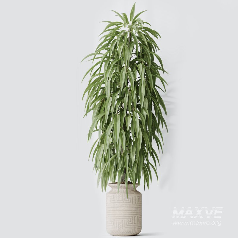 AV Indoor Plants Set 351 Dypsis Palm and Ficus Binnendijki and Ficus Cyathistipula and Elegant Monstera - Image 7