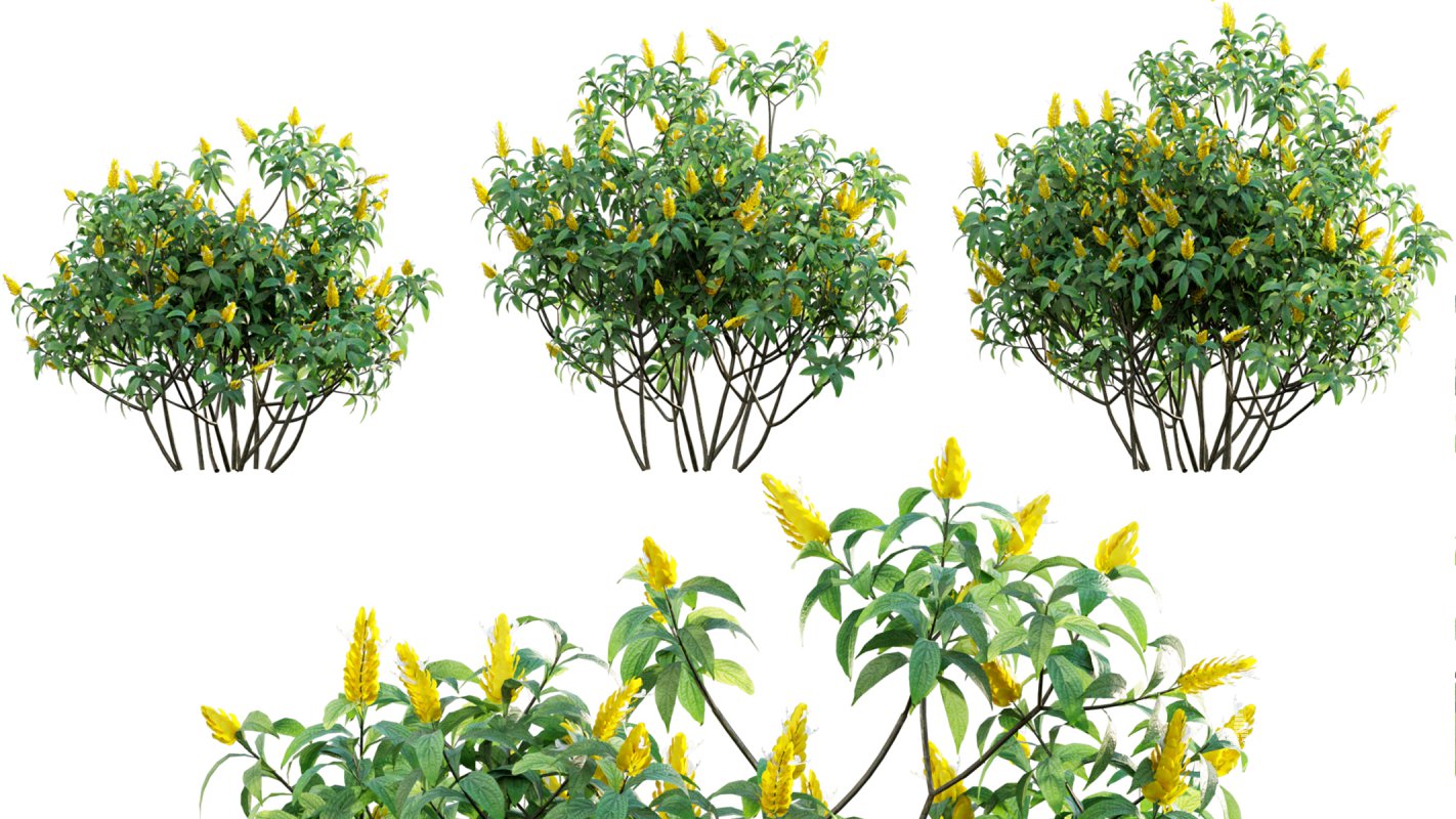 Collection 07 – Central America Garden - Image 25