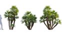 Collection 10 – Palm garden - Thumbnail 16