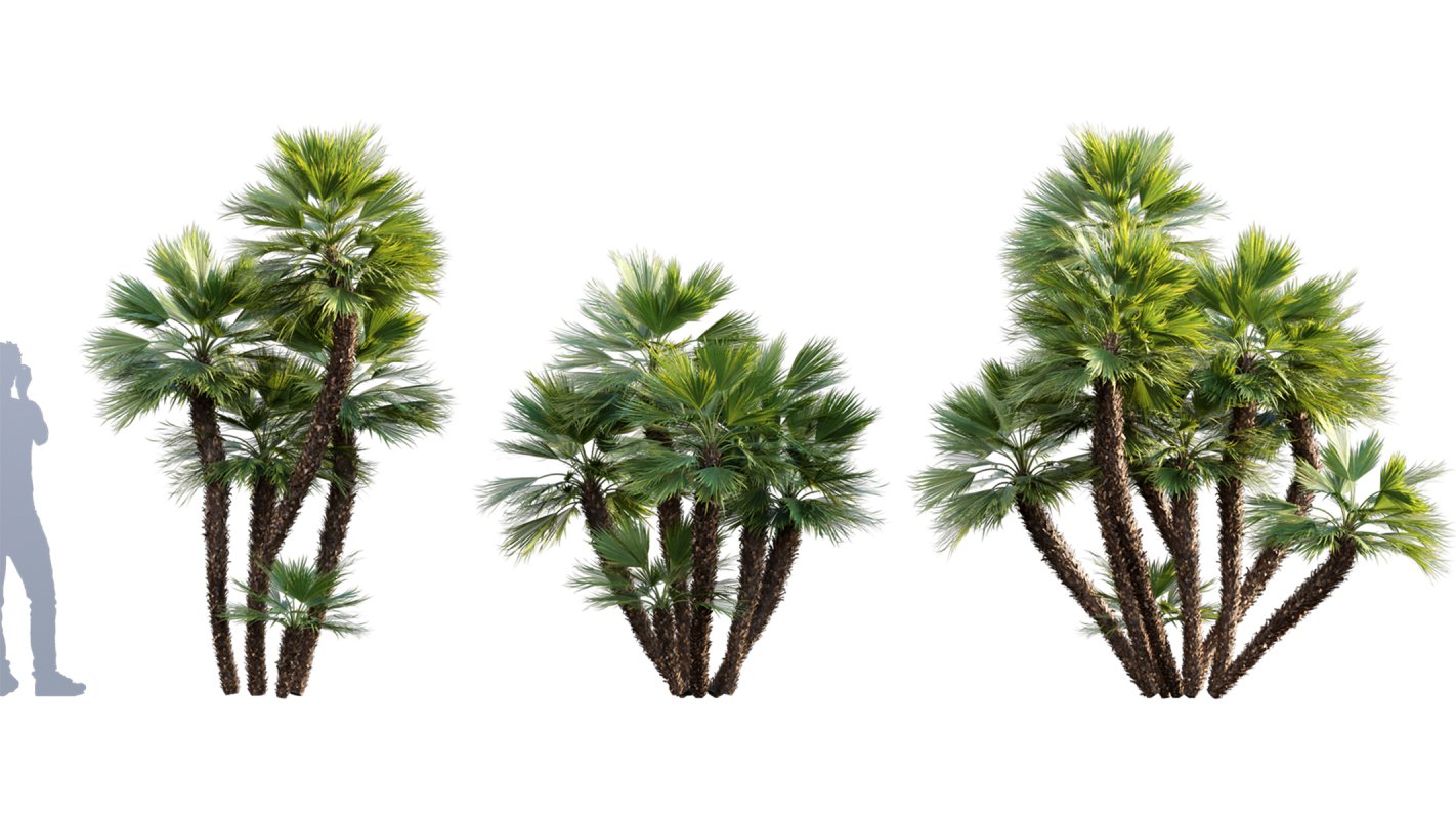 Collection 10 – Palm garden - Image 16
