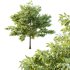 Celtis australis Tree 10 - Thumbnail 3