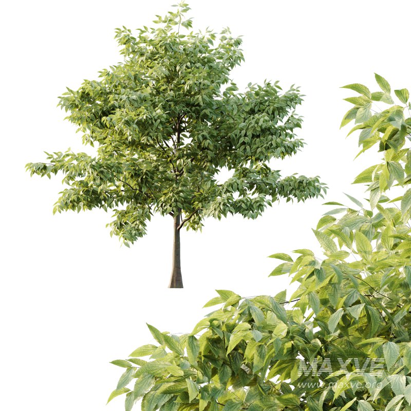 Celtis australis Tree 10 - Image 3