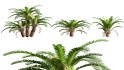 Collection 09 – Fern Garden - Thumbnail 30