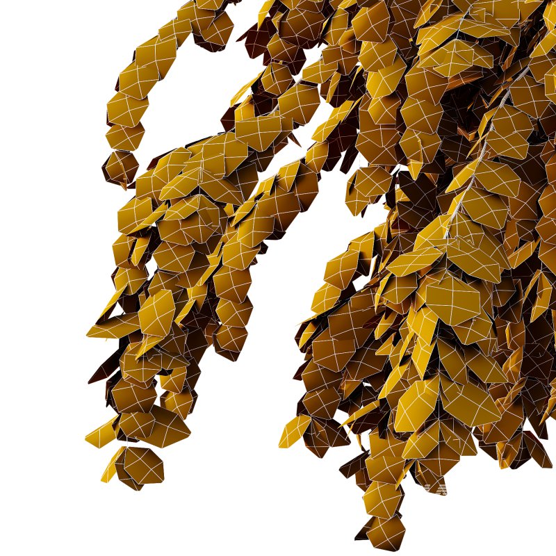 Tilia platyphyllos Tree 14 - Image 4