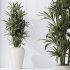 AV Indoor Plants Set 257 Dracaena Marginata and Olive and Bird of paradise - Thumbnail 5